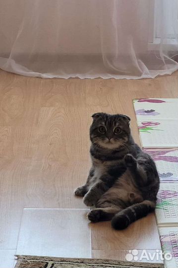 Шотландский вислоухий