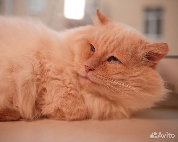 Шикарный кот