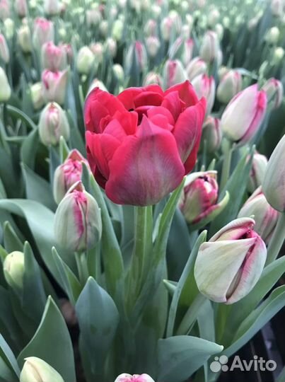 Тюльпан пионовидный скарлет верона