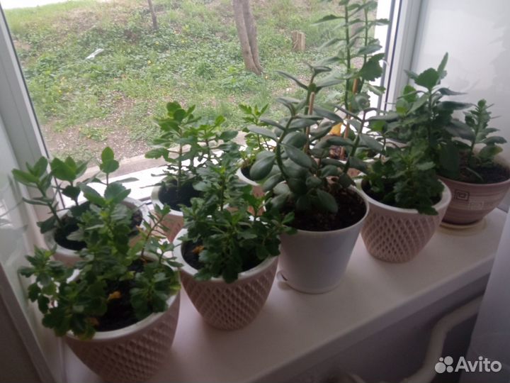 Комнатные растения