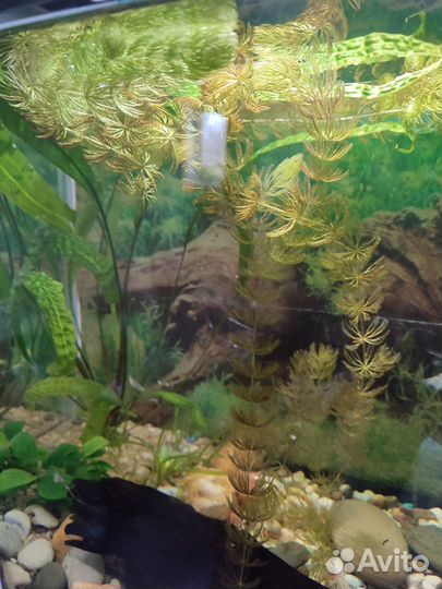 Аквариумные растения бесплатно