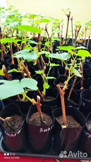 Саженцы винограда