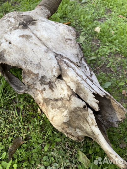 Череп коровы