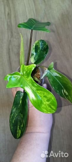Филодендрон Маска вариегатная