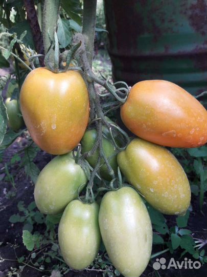 Сызранские томаты и огурцы