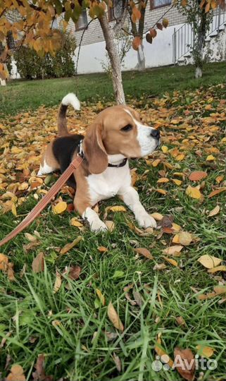 Щенки Бигль