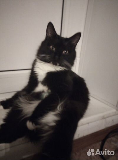 Кошечка нуждается в любящей семье