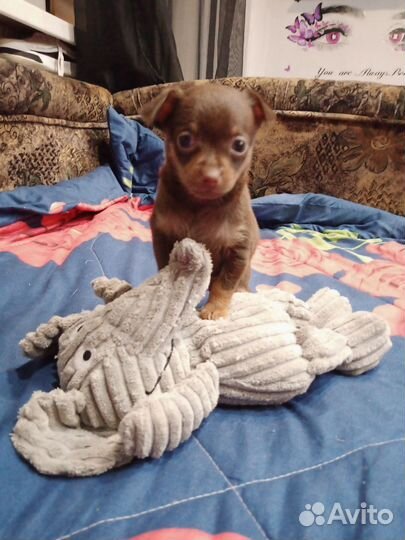 Мини той-терьер щенки