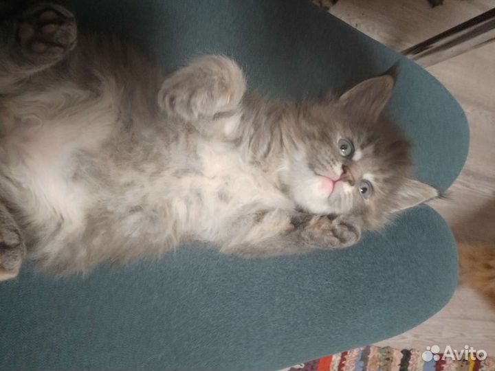 Котята мейн-кун