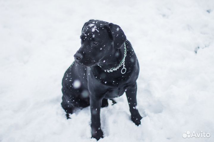 Вязка. не продаётся