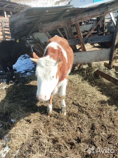 Бык и тёлочка