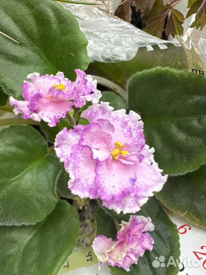 Фиалка узамбарская