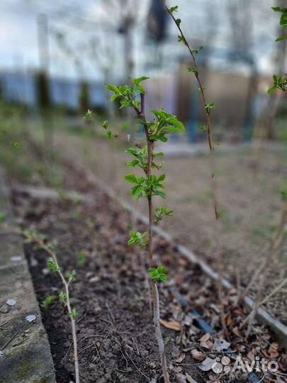 Малина ремонтантная