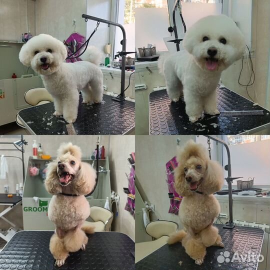 Груминг животных