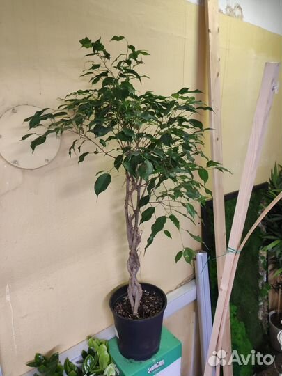 Фикус Бенжамина твист 110см