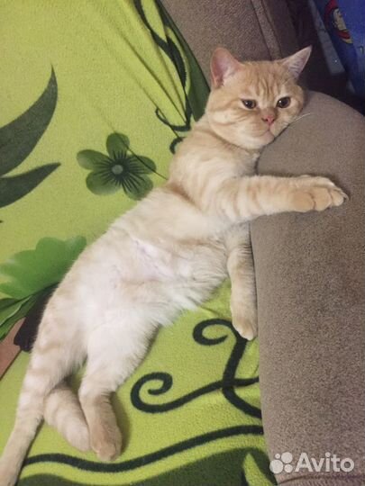 Чистокровный шотландец, вязка