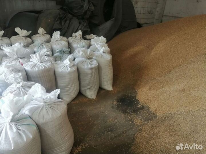 Зерно пшеница