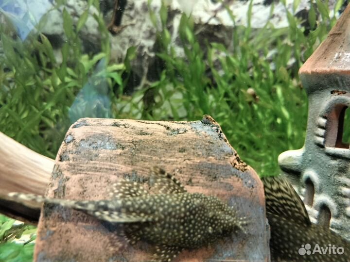 Сомики анциструсы