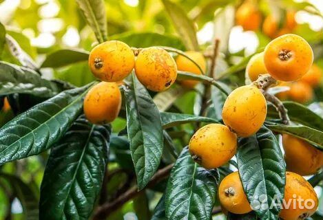 Мушмула саженцы