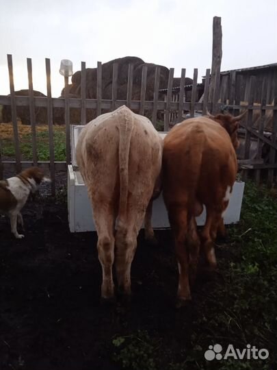 Продажа крс