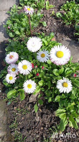 Многолетние цветы