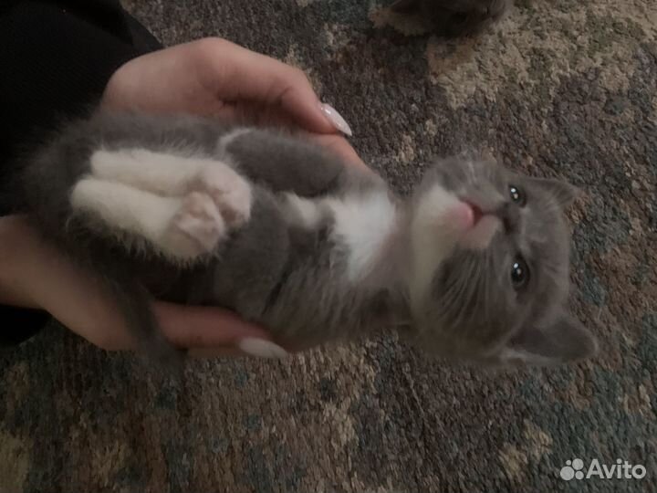 Котята