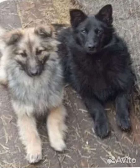 Отдам бесплатно