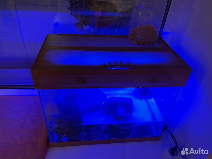 Черепаха с аквариумом