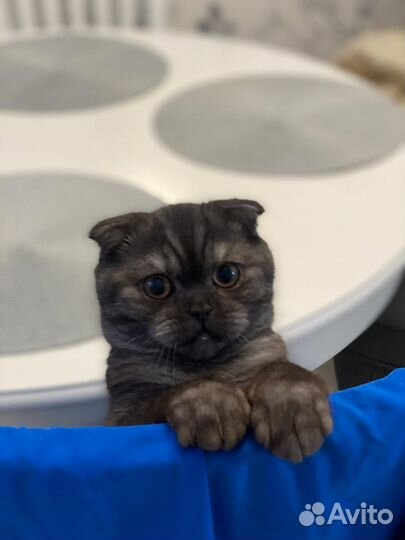 Шотландский вислоухий кот для вязки