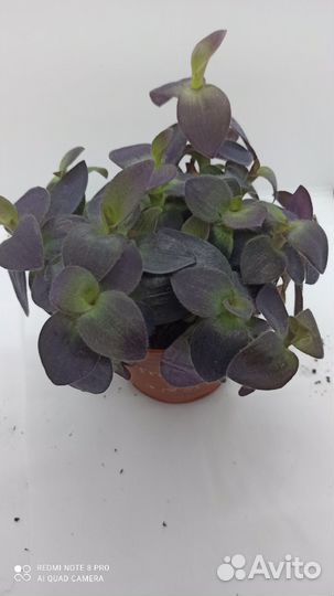 Коллизии, традесканции