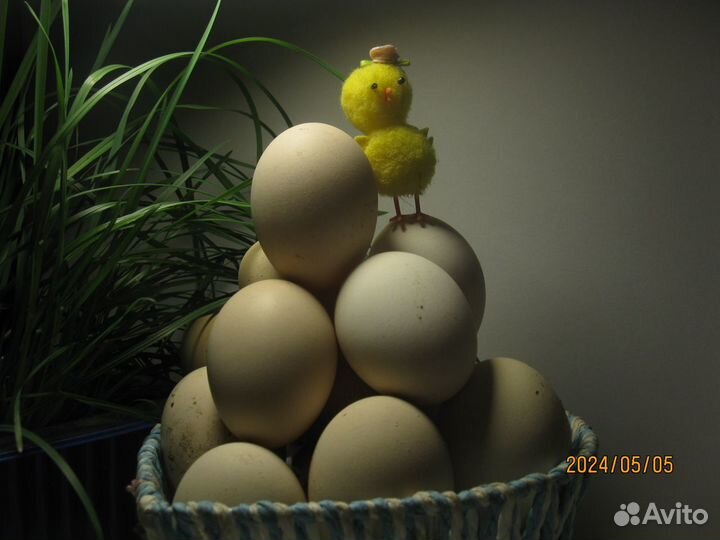Яйцо инкубационное цыплята фавероль