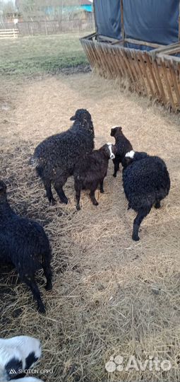 Продам баранов