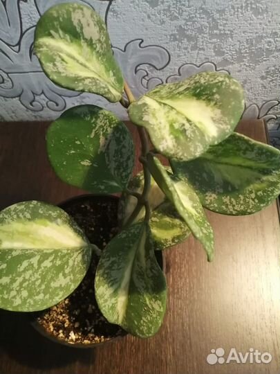 Сансевиерия масониана