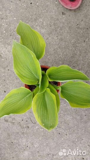 Хосты и гейхеры