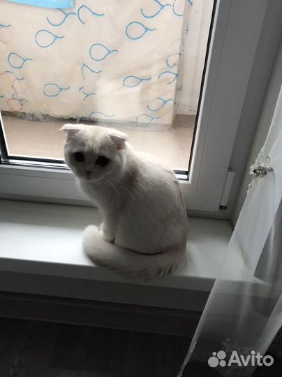 Шотланский вислоухий