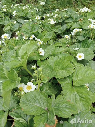 Ягода Клубника