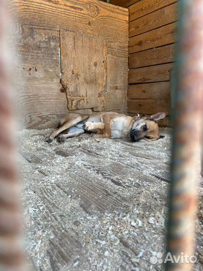 Бивис-рыжий песик с грустными глазами ищет дом