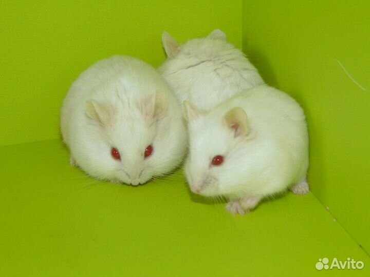 Карликовые хомяки. Кэмпы