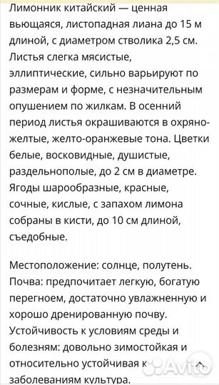 Лимонник китайский саженцы