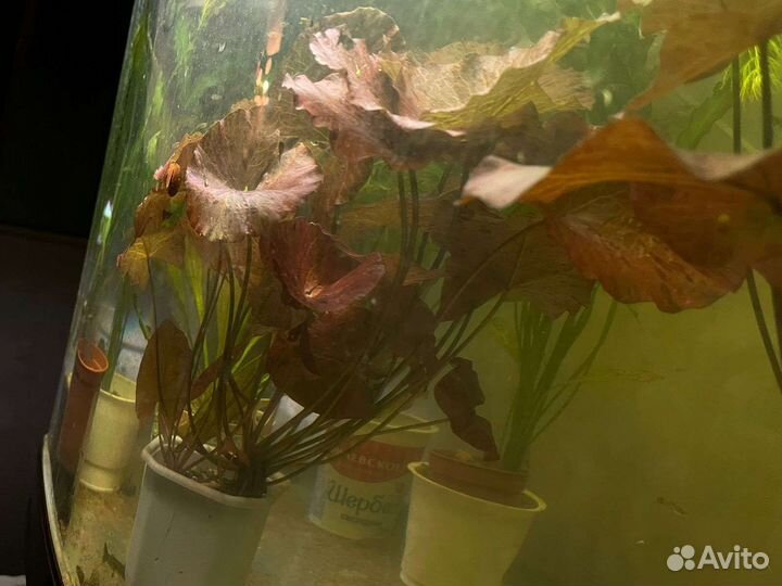 Нимфея красная