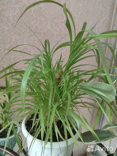 Домашние цветы бесплатно