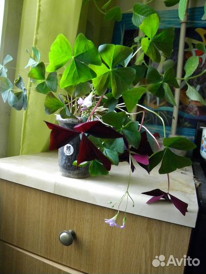 Оксалис (Кислица)