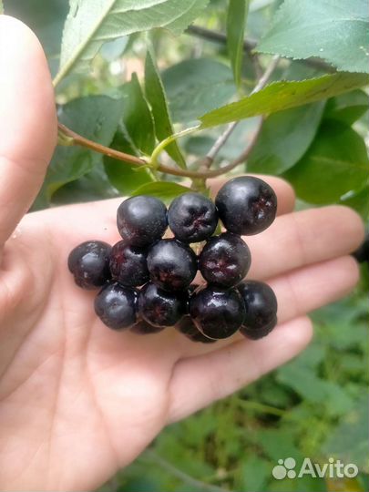 Черноплодная рябина (ягоды). Арония