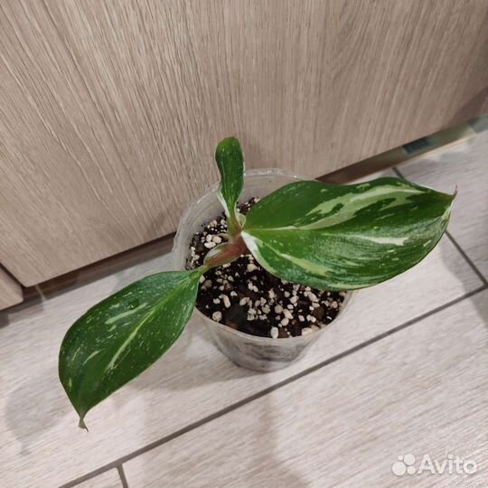 Филодендрон вайт wizard