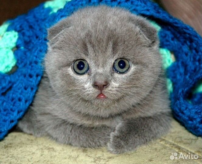 Вислоухие и прямоухие голубые котята