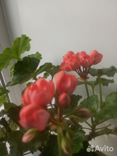Пеларгония Рэд Пандора сортовая тюльпановидная