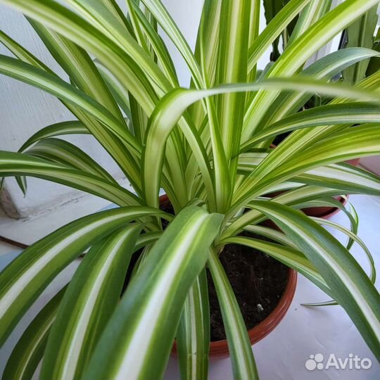 Цветы: алоэ, хлорофитум, эпифиллум, толстянка