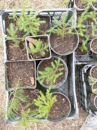 Ель обыкновенная