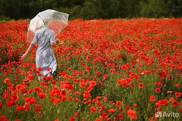 Гид - фотограф по Калининграду и обл., экскурсии