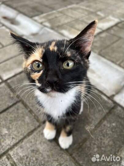 Кошка в дар